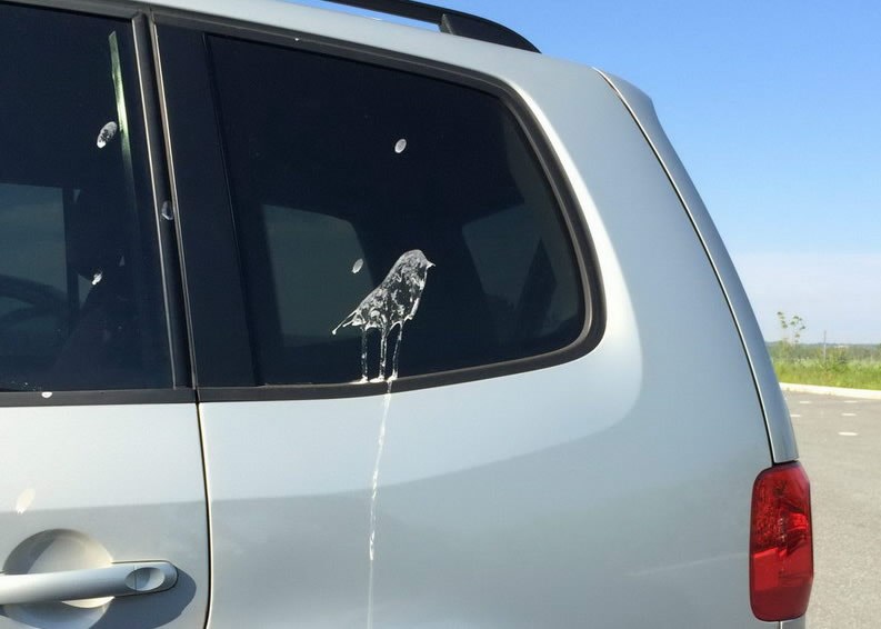 Ptica mu pokakala umjetničku verziju sebe kako kaka