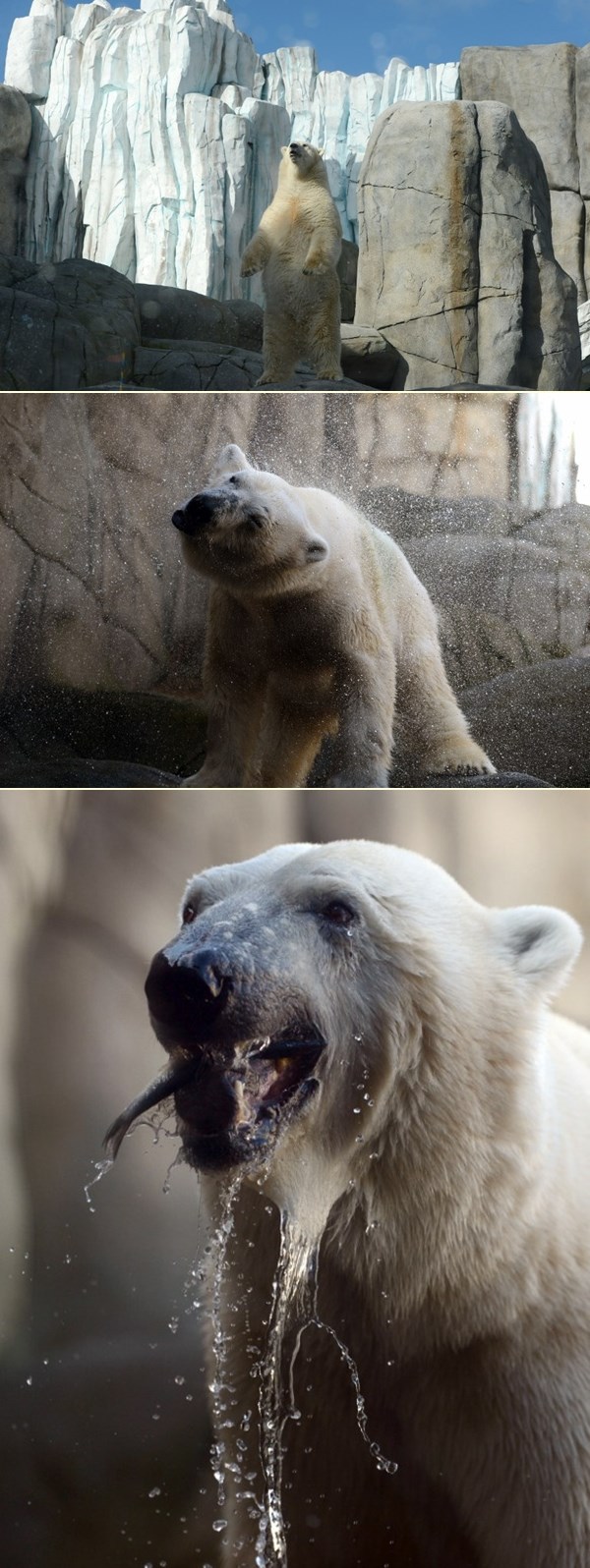 Zna se tko je kralj jazbine: Polarni medo se busa u prsa