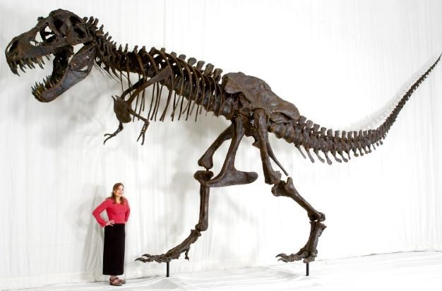 Srećom, od njih su ostali samo golubovi koji kake