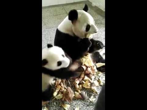 VIDEO: Panda ne voli dijeliti hranu