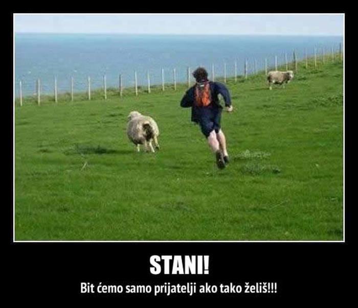 Ovca friendzonala čobana