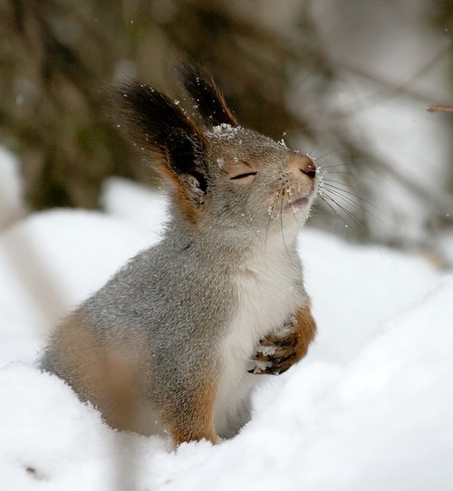 Vjeverac svečano zahvaljuje Prirodi na puno zimnice