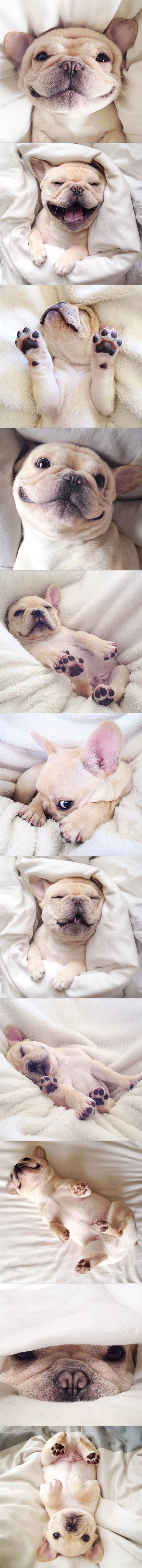 GALERIJA: Preslatki mali buldog Milo vam želi dobro jutro!