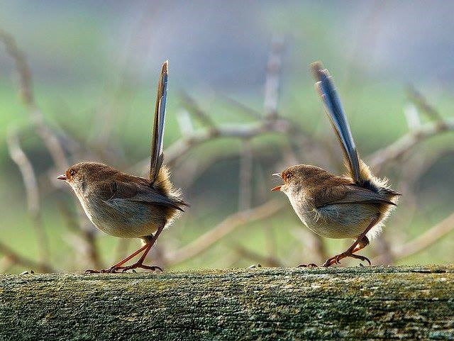 Pogodi koji vrabac je žensko
