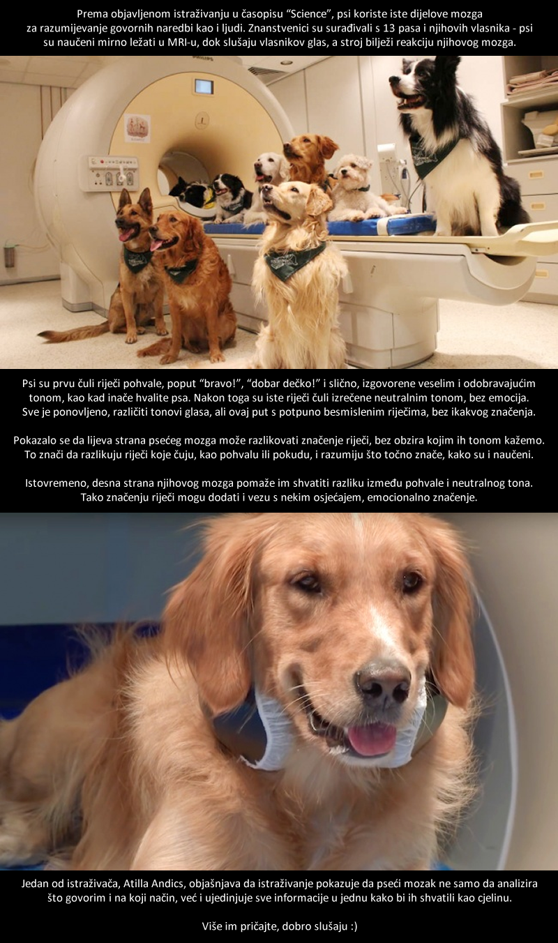 POTVRĐENO: Psi razumiju značenje riječi i osjećaja s kojim ih izgovaramo!