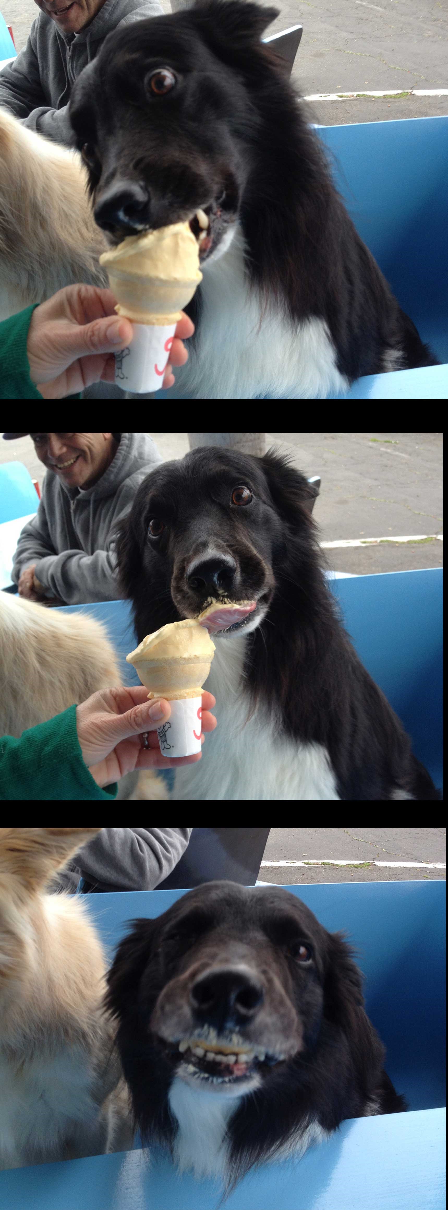 Za pseću sreću dovoljan je samo jedan - sladoled