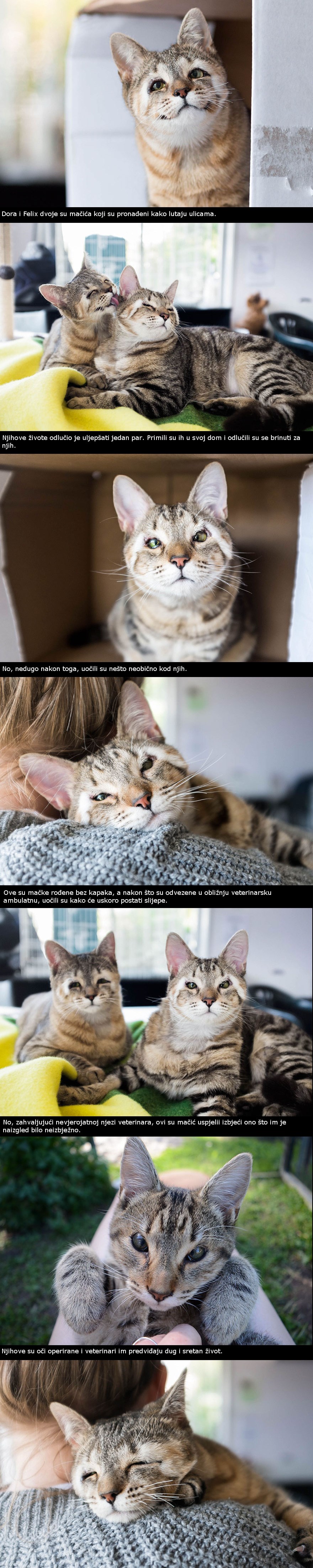 Priča o neobičnim mačkama bez kapaka