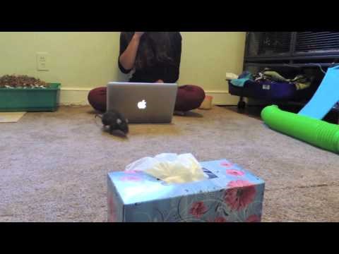 NESVAKIDAŠNJI LJUBIMAC Pogledajte što štakor radi kad njegova vlasnica kihne!