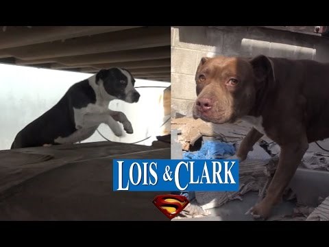 Napušteni psići bili prestravljeni zbog spašavanja, dok nisu shvatili da idu ZAJEDNO!