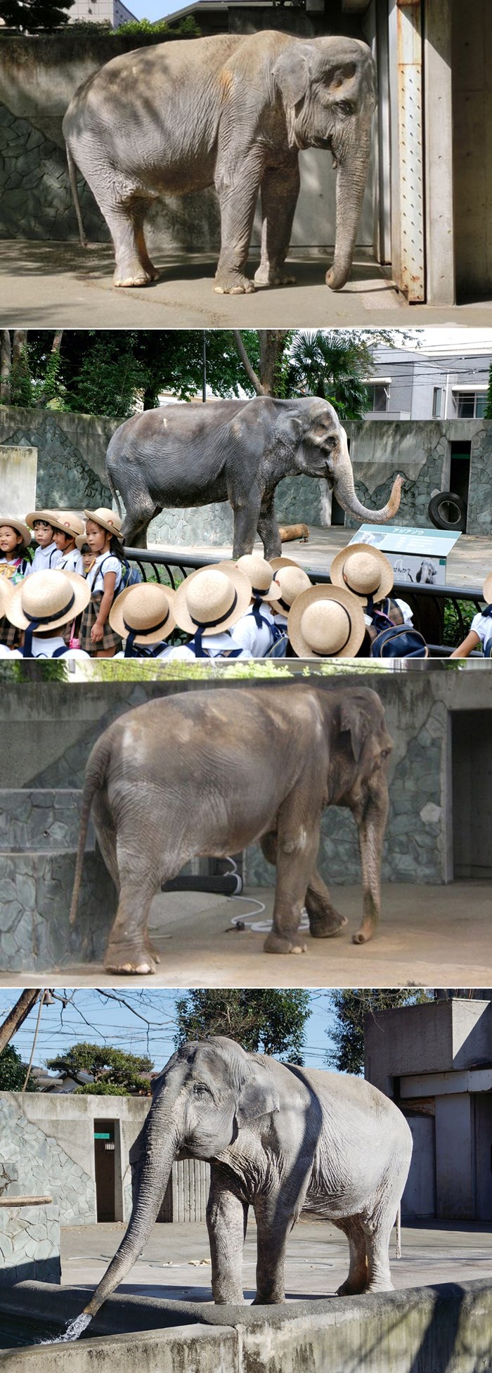 BRAVO, LJUDSKI RODE: Umro je najtužniji slon na svijetu