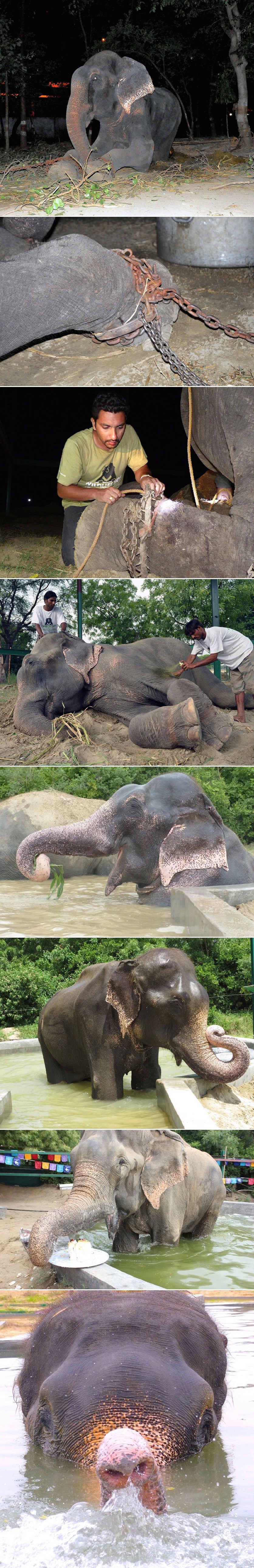 PRAVE SU MU SUZE KLIZILE NIZ LICE Slon Raju proplakao od sreće, oslobođen iz ropstva nakon 50 godina
