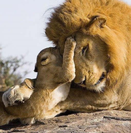 Lavić vježba strašne napade na strpljivom tati