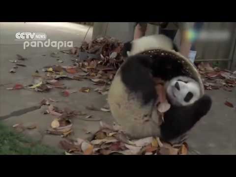 Pande joj zakomplicirale život 