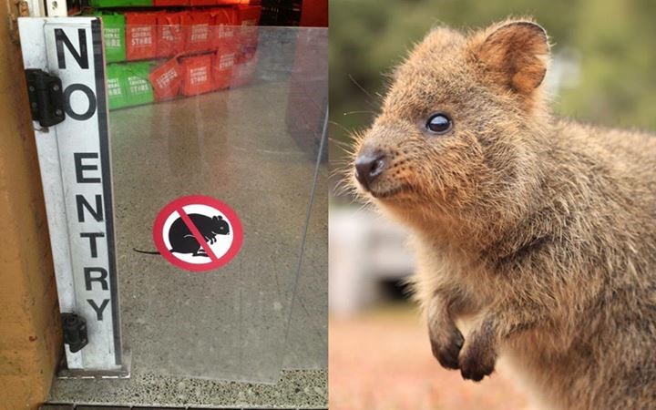U Australiji postoje i znakovi zabrane za quokke :)