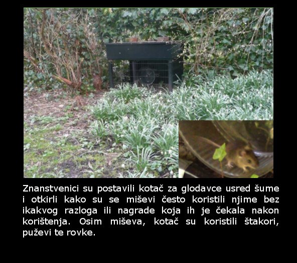 Postavili su kotač za glodavce u šumu, a ono što su u njemu zatekli iznenadilo ih je