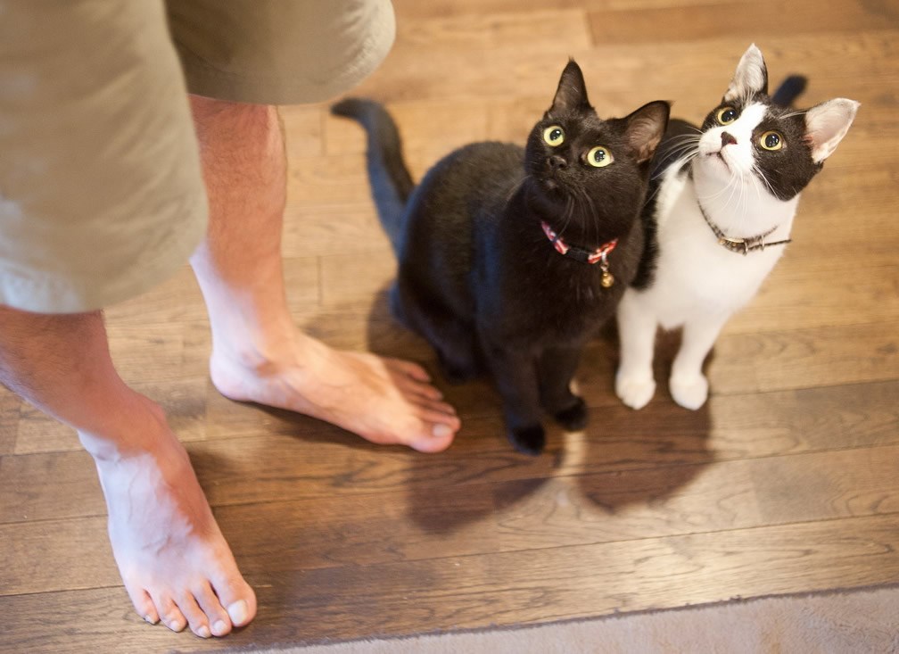 Ma jel on to rekao da će nabavit psa?