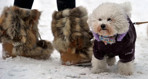 Čupavi psić prošetao po snijegu u toplom kaputiću