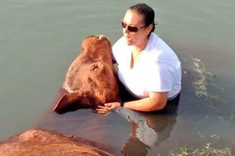 Nesretnom biku držala glavu iznad vode i spasila mu život