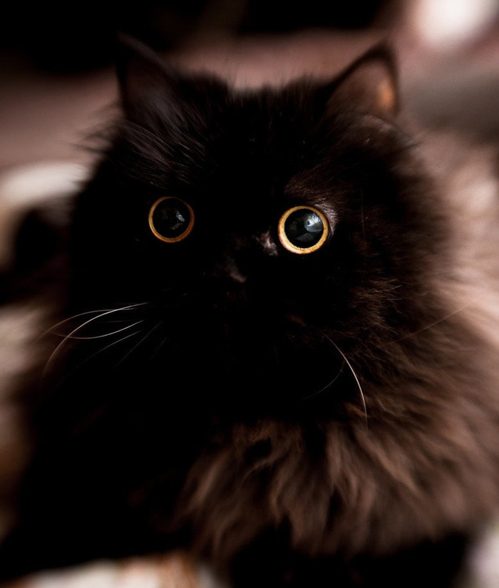 Hipnocat