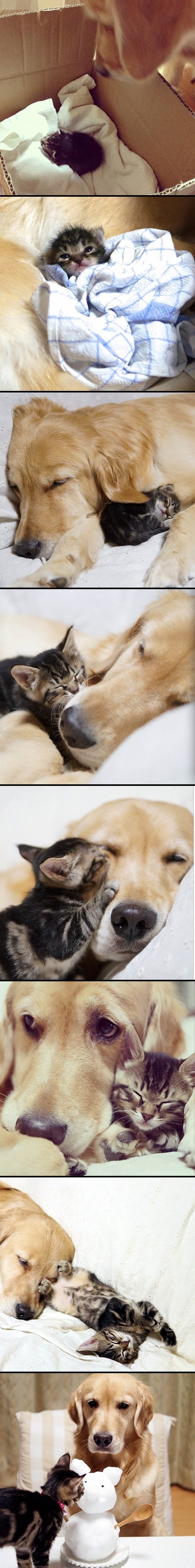 Pas usvojio napuštenog mačića