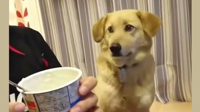 Ovaj psić želi malo jogurta, ali se stidi pitati 