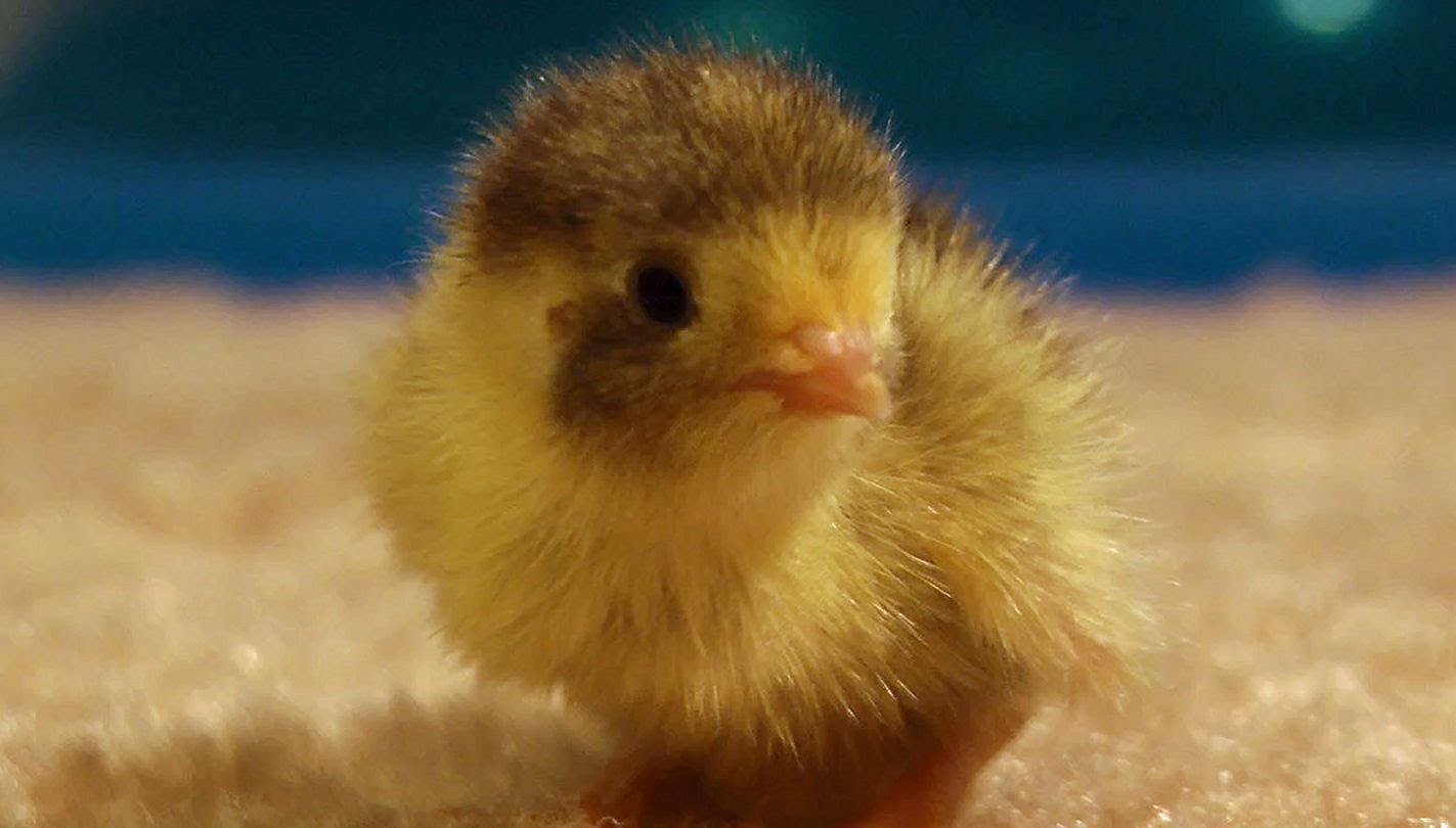 Preslatko pile s raširenim krilcima trči u ruku kako bi se mazilo