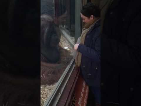Trudna žena prišla je orangutanu u ZOO vrtu, a on je uradio nešto predivno