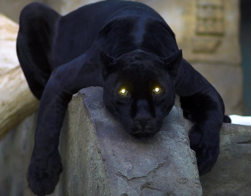 Čista, sirova snaga i budne oči