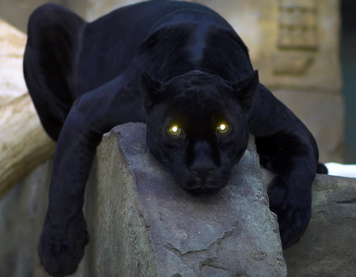 Čista, sirova snaga i budne oči