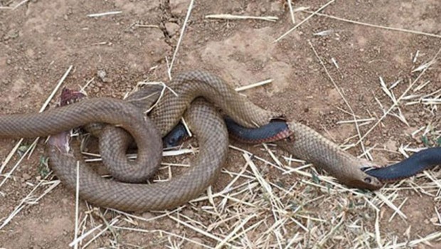 WTF: Zmija jela zmiju, a ona pojedena zmija izašla kroz zmiju koja je jela zmiju