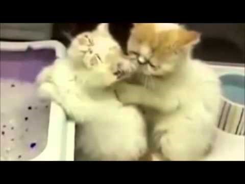 VIDEO: Pravi džentlmačor zna kako opustiti svoju ljubljenu nakon napornog radnog tjedna