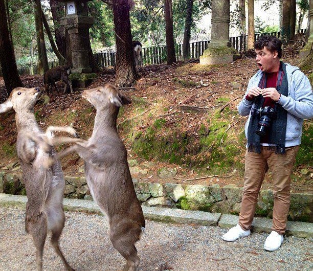 Prenerazile ga "rasplesane" srne