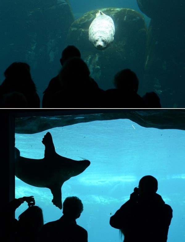 Morski lav plivački virtuoz