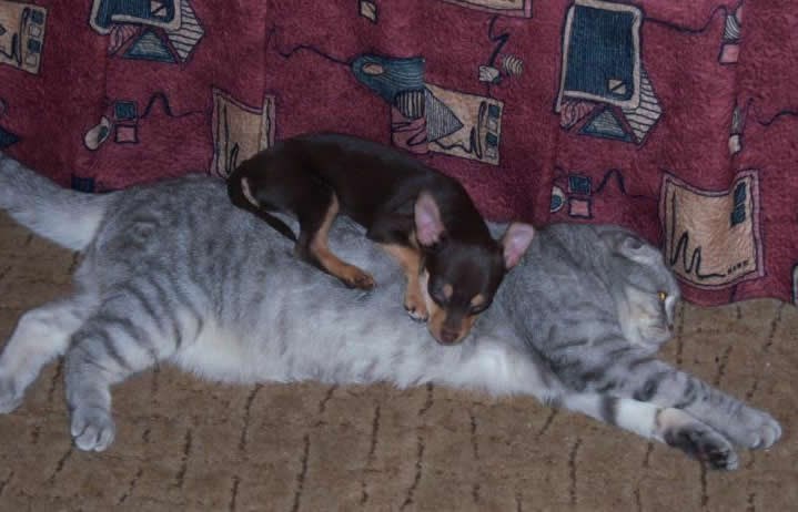 Kad ti je mačketina tolika da ti pas spava na njoj