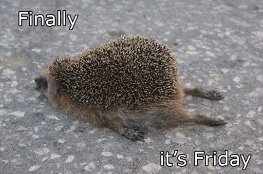 A konačno više peta..hrrrrrrk, hrrrrrrk...