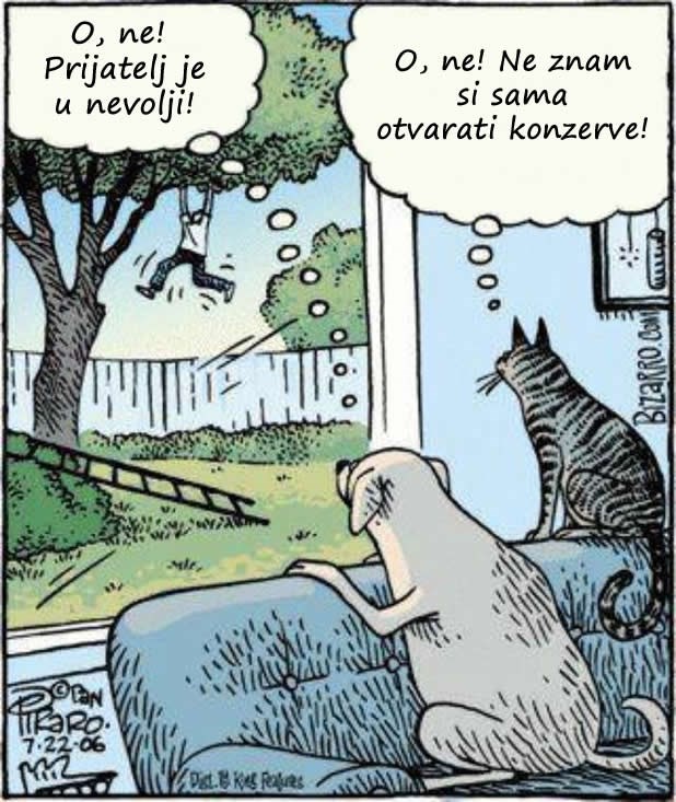 Razlika između mačke i psa