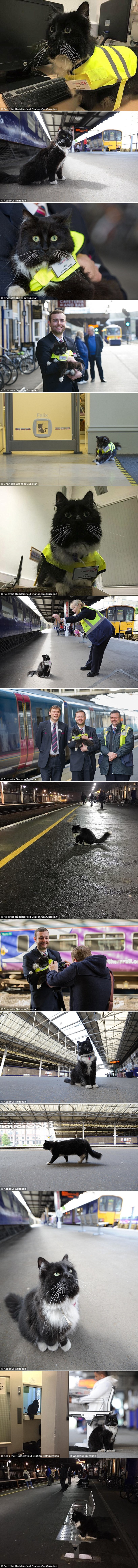 MAČKA DOBILA POSAO: Zaposlili je na najneobičnijoj poziciji, pogodite što radi!