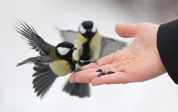 Gladne sjenice svratile po hranu: Nahrani i ti zimi ptičice