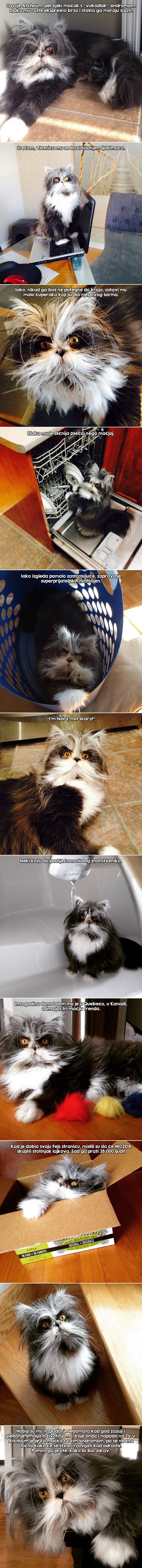 GALERIJA: Mačak "vukodlak"!