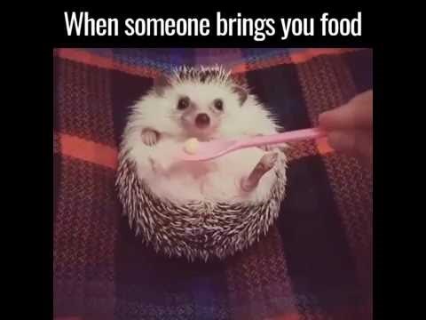 Ježić se brzo oraspoložio kad je namirisao hranu