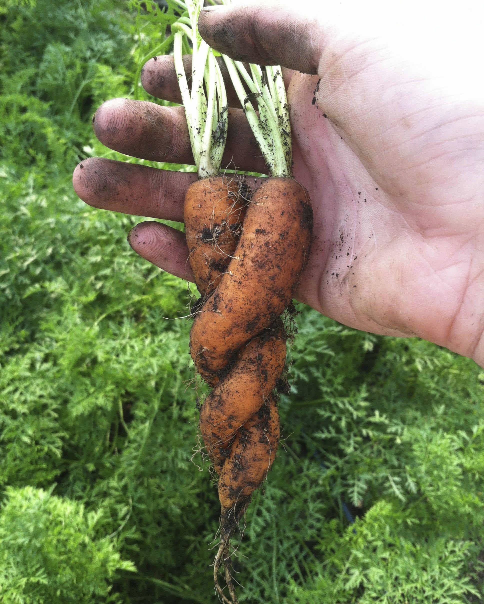 Zagrljene mrkve zajedno u dobru i u zlu