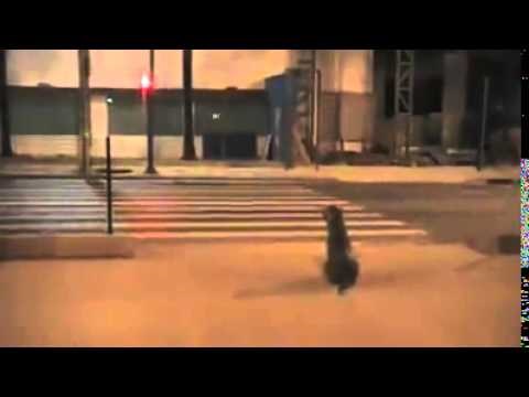 VIDEO: Pas genijalac sam prokužio semafor i naučio prijeći ulicu!