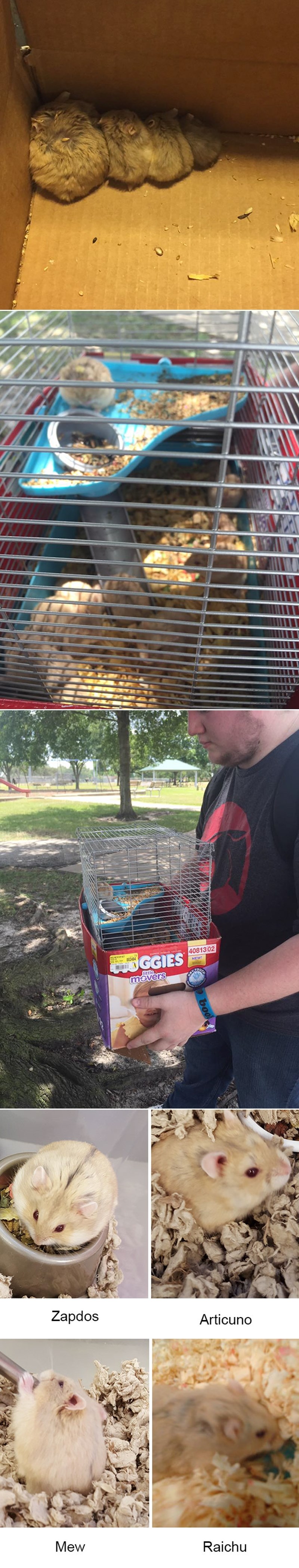 Pokemon GO igrači u posljednji tren spasili 27 napuštenih životinjica