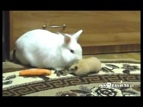 Nevjerojatno hrabri hrčak David ukrao zecu Golijatu mrkvetinu veću od sebe samog!