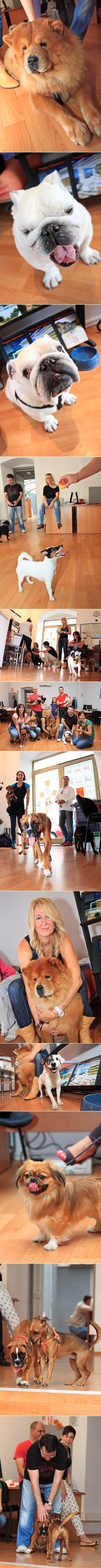 Dlakavi četveronožni ljepotani - ne zna se koji je slađi