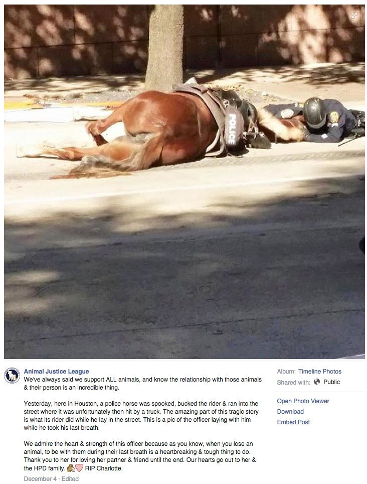 Policajac tješi umirućeg konja nakon što ju je udario kamion