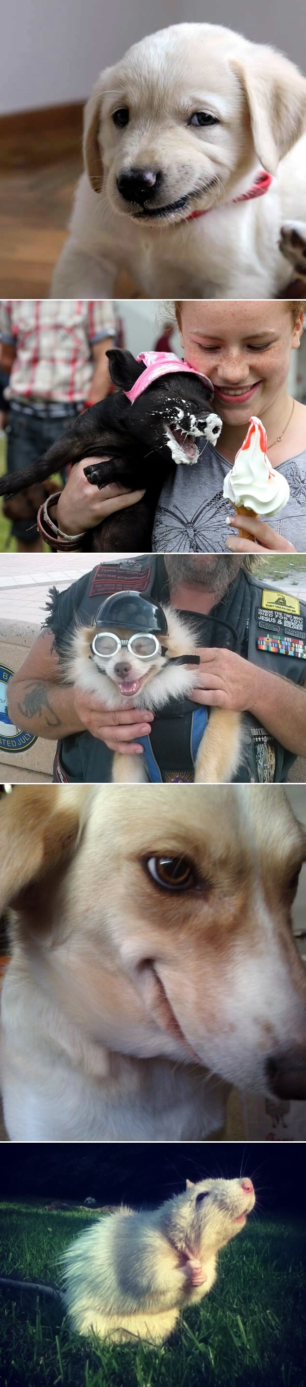 Životinjice i njihovi izrazi lica: Ma sve ih kužiš