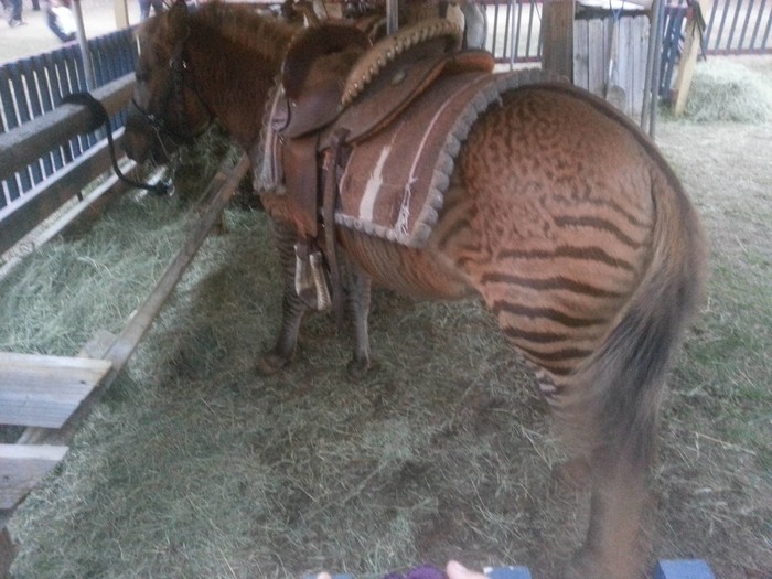 Pola zebra, pola magarac