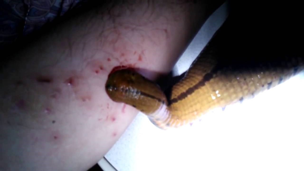 JEZIVO Muškarac ima ogromnu pijavicu kao kućnog ljubimca, hrani je svojom rukom!