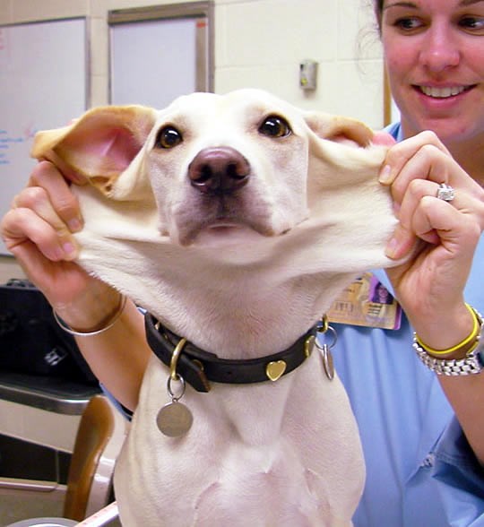I kućni ljubimci se uz djecu naučili biti "fleksibilni"